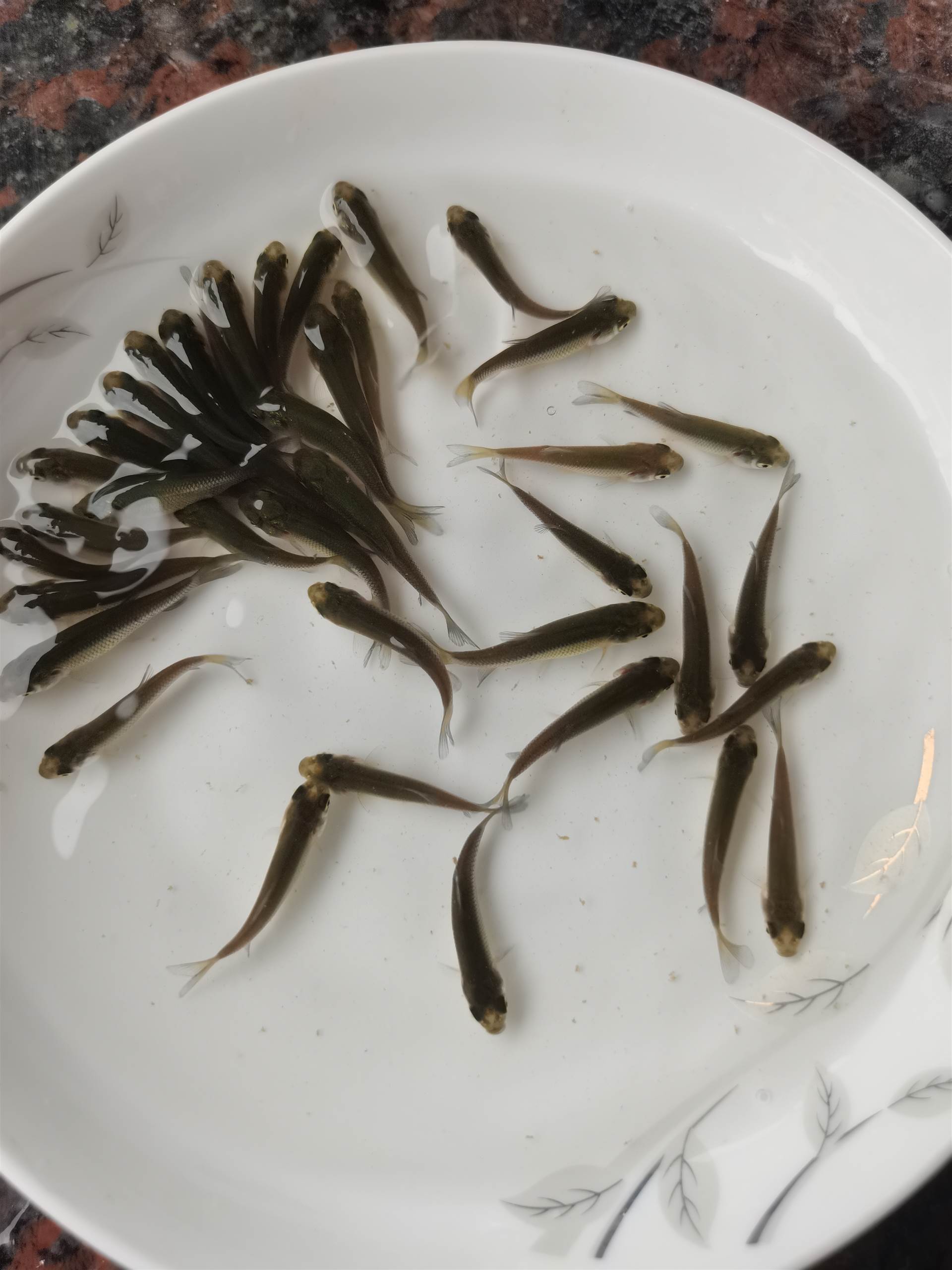 优良草鱼苗供应商 巴中大型花鲢鱼苗养殖基地 近期采购