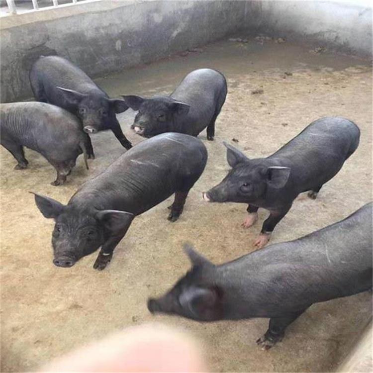 苏太母猪单系长白种猪多少钱一斤