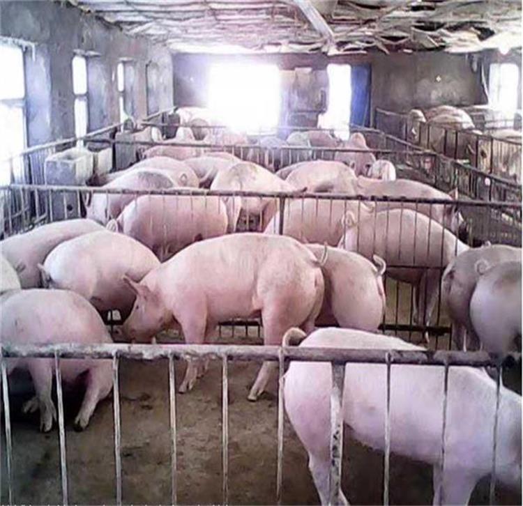 四蹄白母猪 原种苏太母猪养殖场