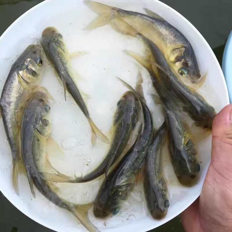江西花白鲢鱼苗培育中心萍乡长期出售雄鱼苗大头鱼苗