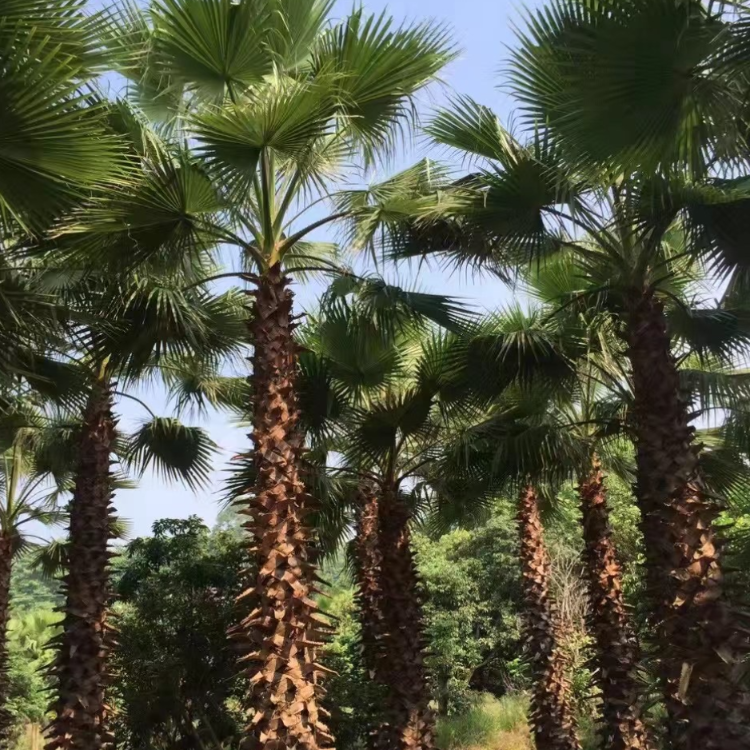 漳州基地批发多种规格老人葵树华棕华盛顿棕