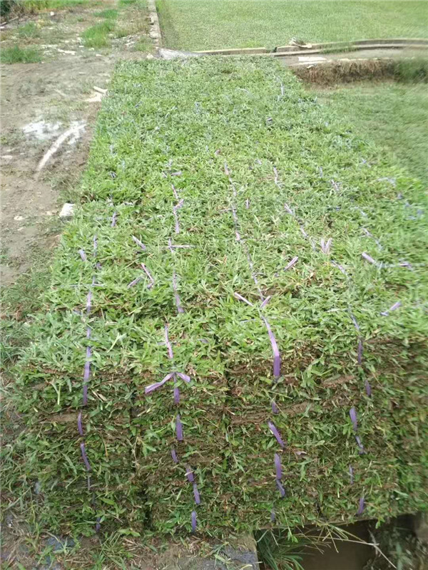 中山大叶油草大叶油草块大叶油草卷大叶油草种植基地