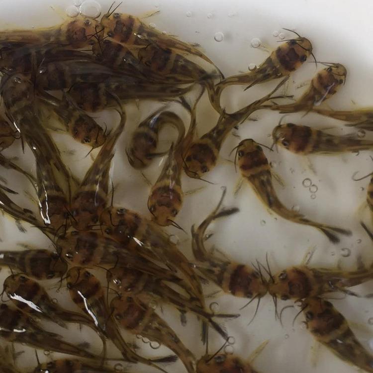 百色黄颡鱼苗价格表黄颡鱼苗销售黄角丁鱼苗哪里有