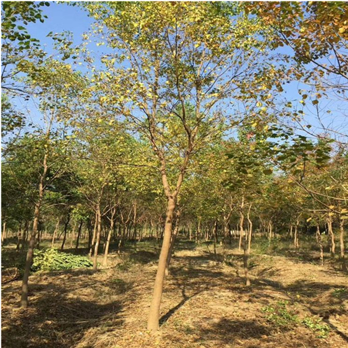 乌桕树产地直发12公分乌桕树价格14公分乌桕树价格报价