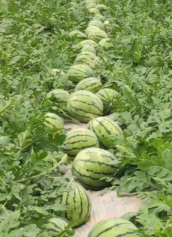 8424西瓜 8424西瓜批发 砀山西瓜 西瓜基地