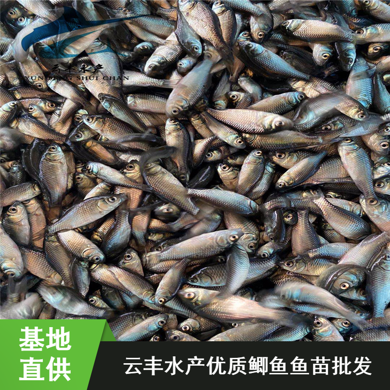 生猛中科五号鲫鱼水花银鲫鱼苗公分苗