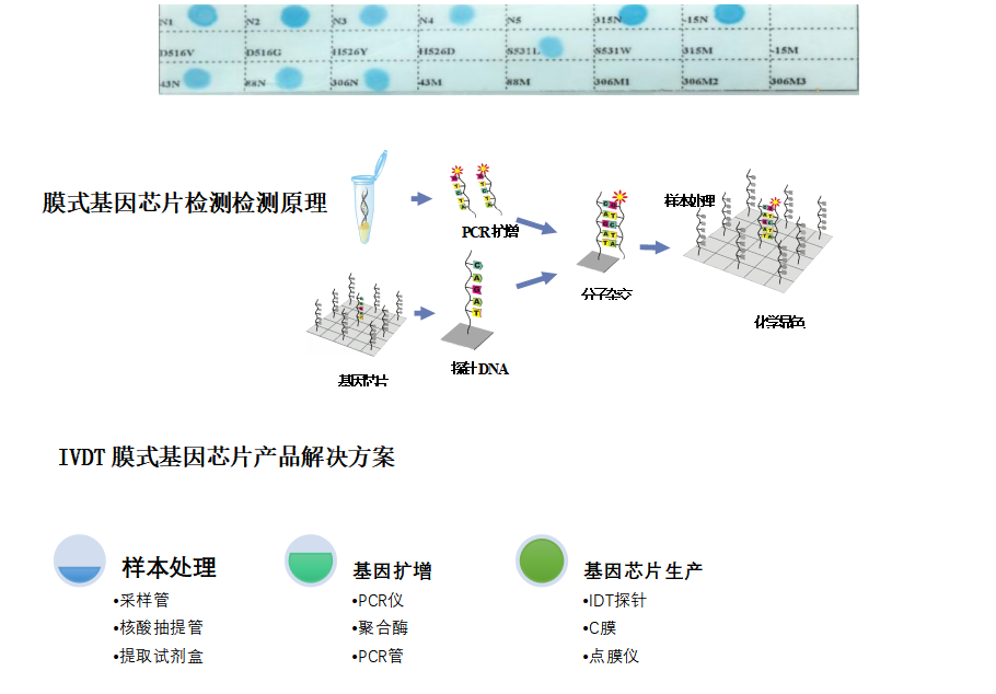 膜式基因芯片检测解决方案