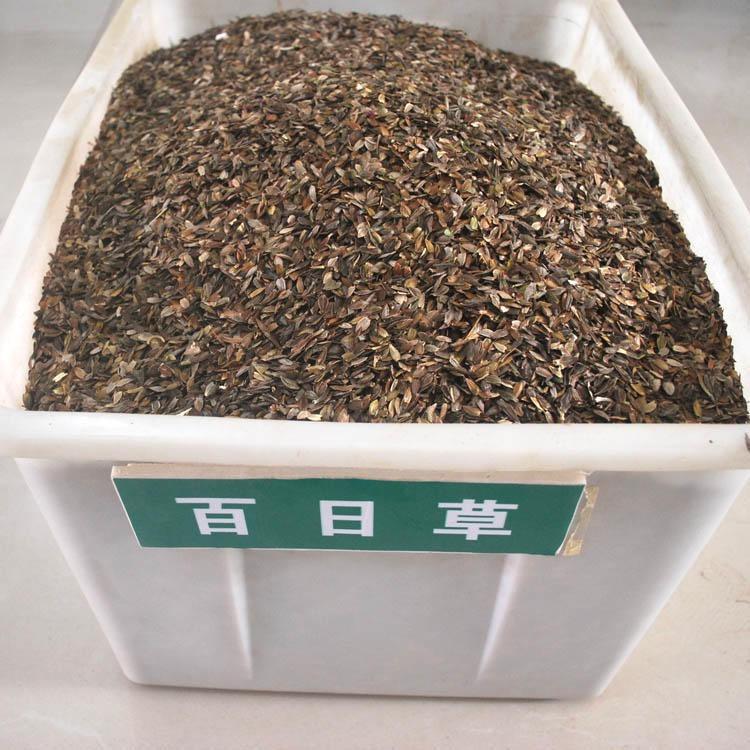 百日草种子价格百日草种子种植方法