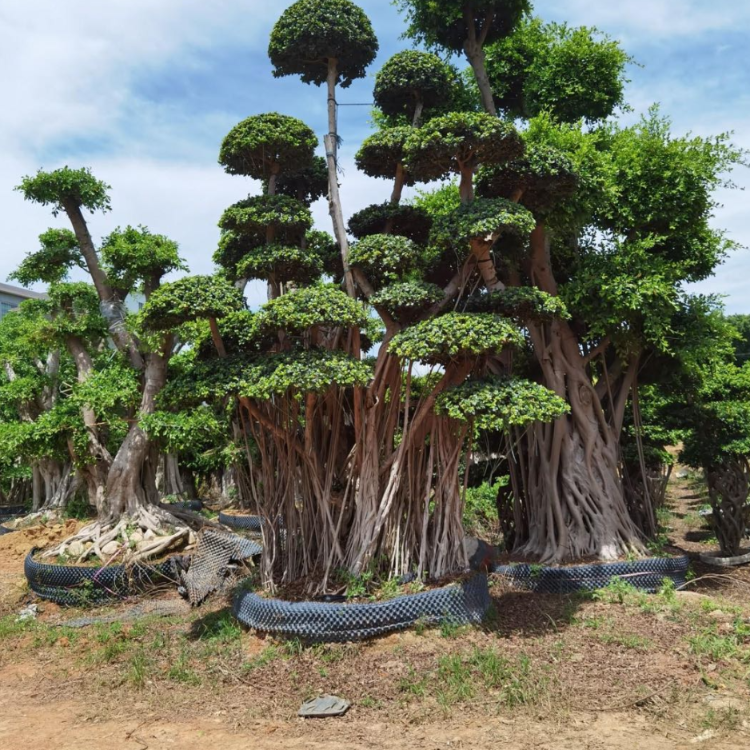 小叶榕细叶榕树提根榕树基地销售景观树