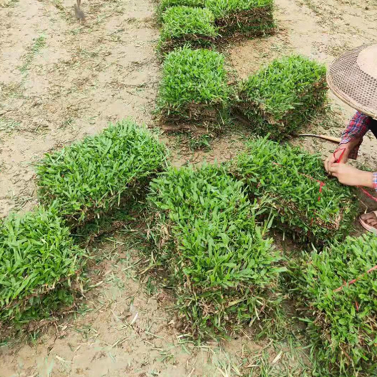 深圳大叶油草深圳草皮广东大叶油草惜缘草场自产自销