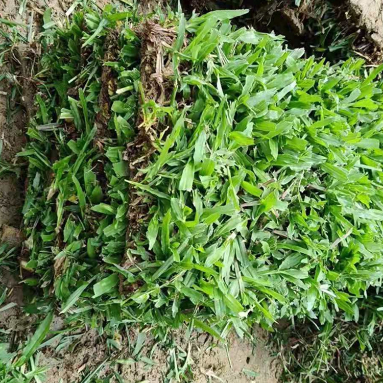 广东大叶油商家深圳台湾草深圳大叶油草惜缘草场