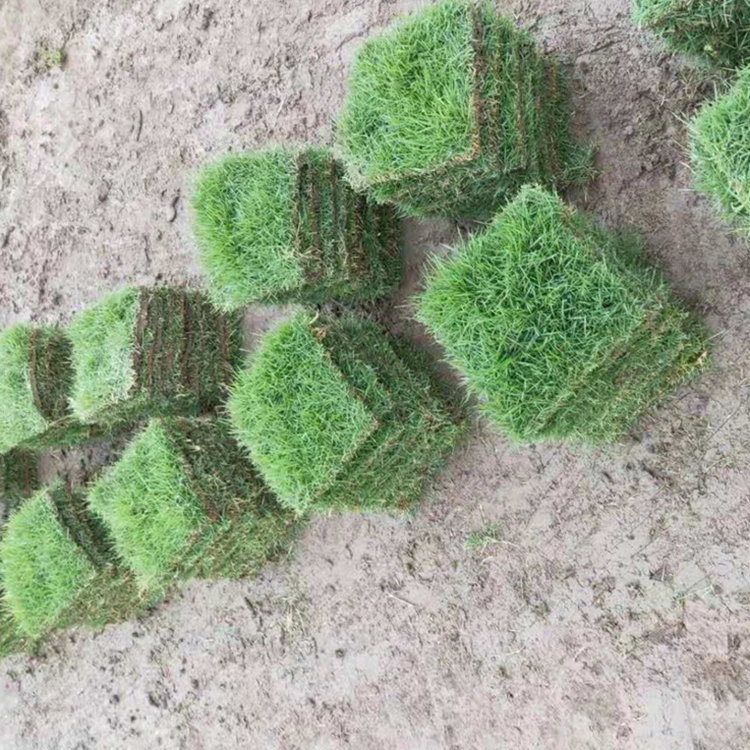 惜缘草场基地主营:大叶油草,台湾草皮,台湾卷草,兰引三号草皮等绿化