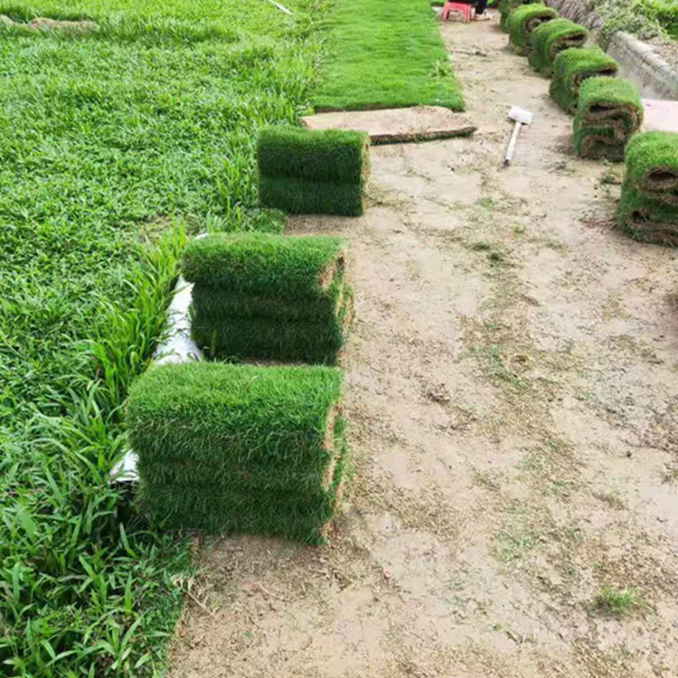 清远台湾卷草耐践踏清远大叶油草兰引三号草报价惜缘清远草皮