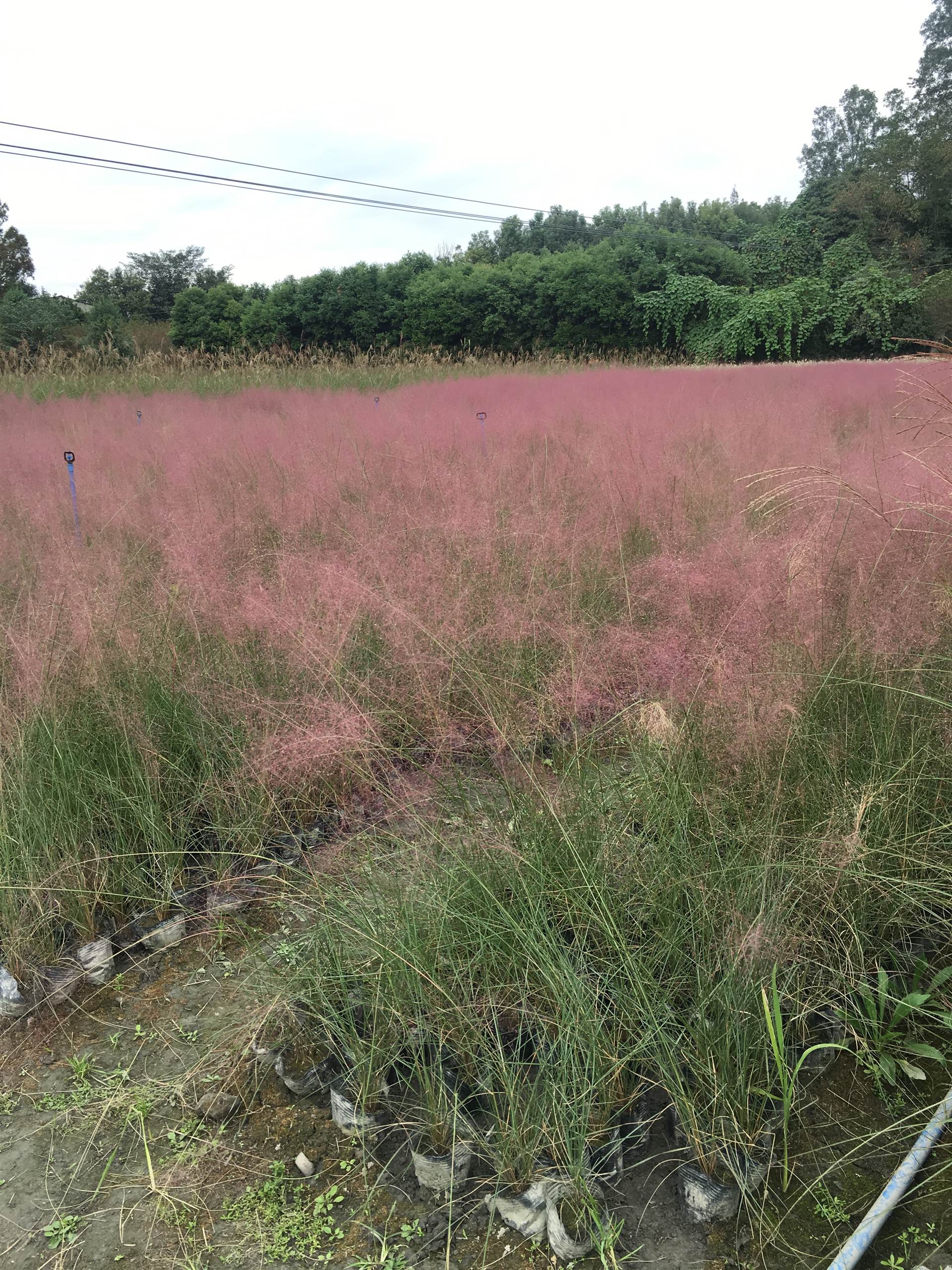 粉黛乱子草价格成都苗木价格粉黛乱子草基地花海植物选取苗木