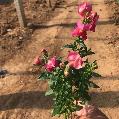 远森种植金鱼草批发金鱼草小苗大量供应金鱼草