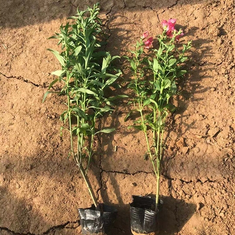 远森种植金鱼草批发金鱼草小苗大量供应金鱼草