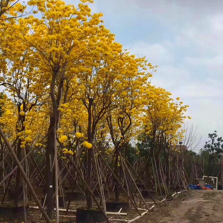 精品黄花风铃木 天津黄花风玲木袋苗 园林开花观花行道树