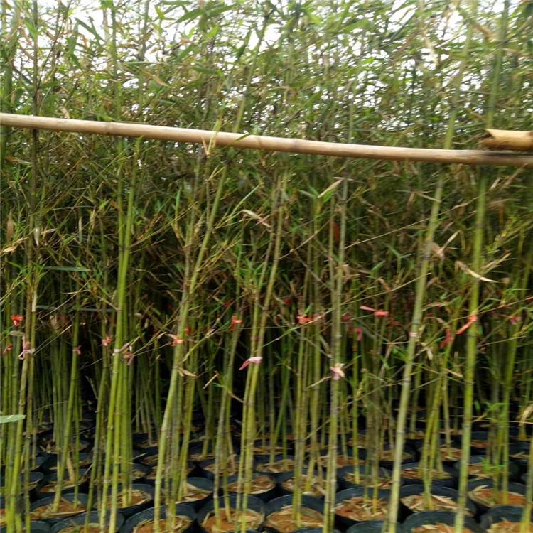 精品竹子苗河南早园竹基地种植急速发货