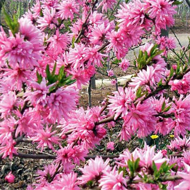 8公分菊花碧桃树 树形优美 出售菊花碧桃