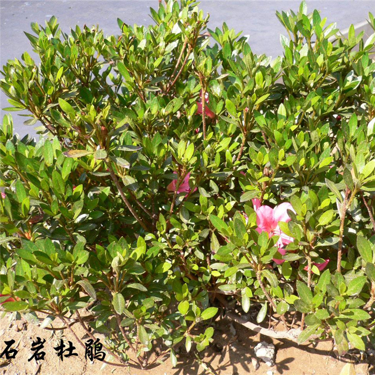 庭院花篱植物石岩杜鹃 花色绚丽 耐寒性强 四季常绿 盆景植物 耐修剪