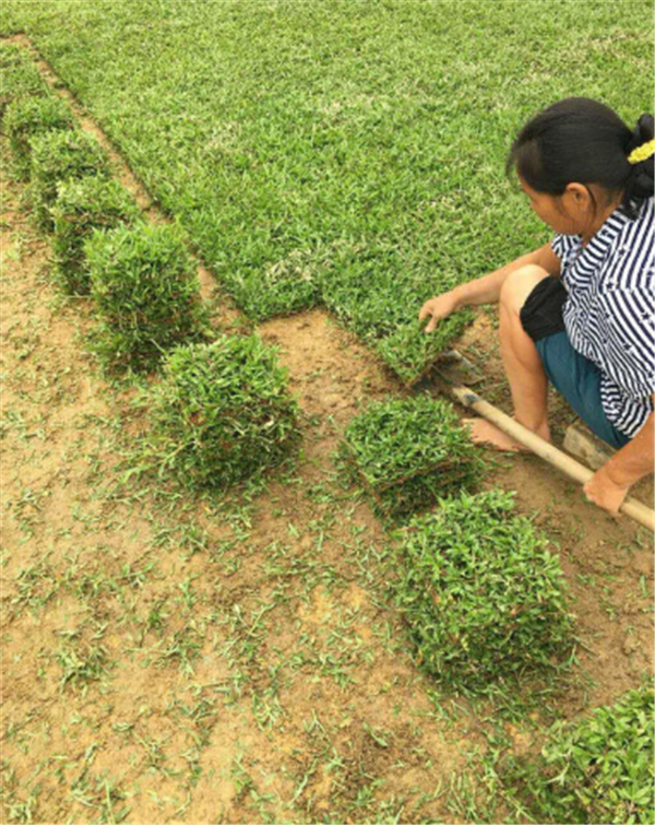 大叶油草皮 大叶油草块种植技术