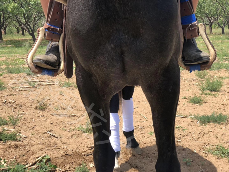 阿拉伯马 盎格鲁 7岁 肩高158 骑乘稳定 教学马