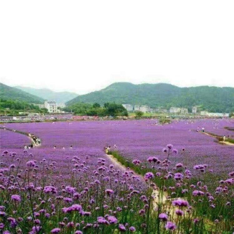 马鞭草花苗批发商 马鞭草花苗培育基地 批发工程绿化苗 可全国大量