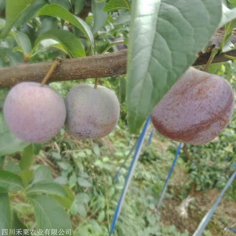 特晚熟李子树苗两公分苗价格李子苗批发市场