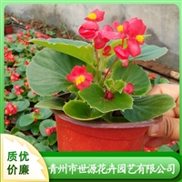 四季海棠多年生常绿植物 四季海棠花坛观赏草