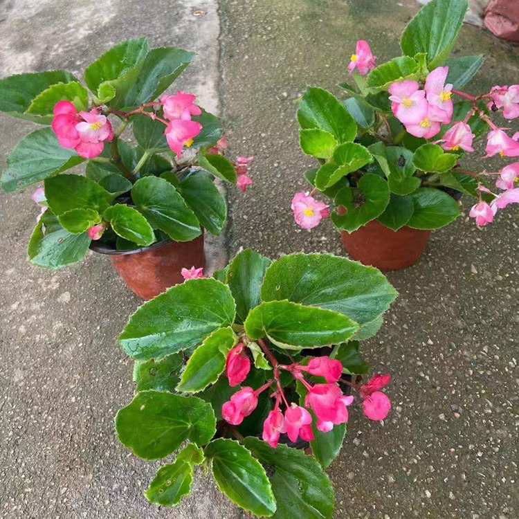 远森供应四季海棠草花四季海棠小苗品质好