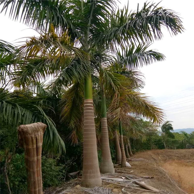 大王椰子小苗 广东大王椰子假植苗 剑辉基地直供各种棕榈树