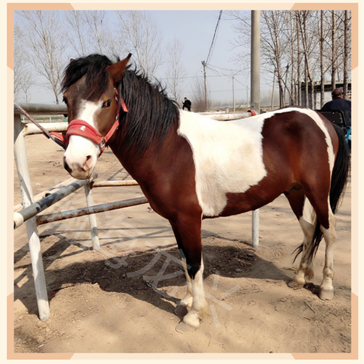 pony矮马 4岁 肩高120cm 精品花马 适合景区待客 俱乐部教学