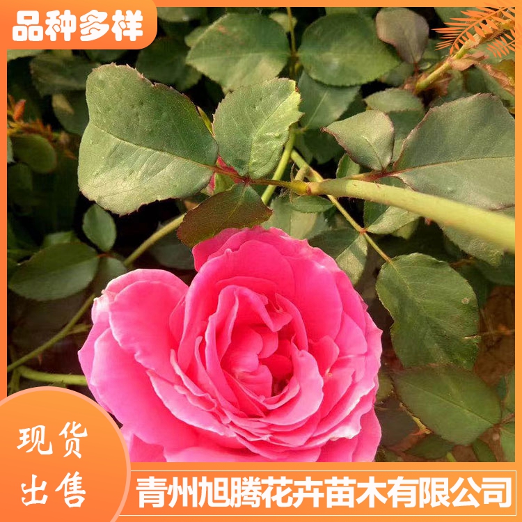 品种月季报价旭腾批发月季花小苗量大价优