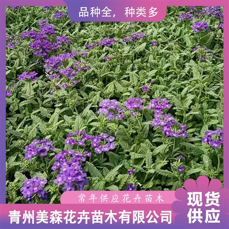大量供应五色梅美森五色梅小苗五色梅价格