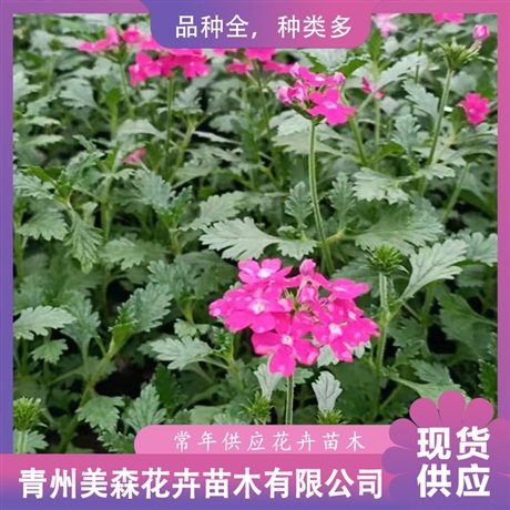 大量供应五色梅美森五色梅小苗五色梅价格