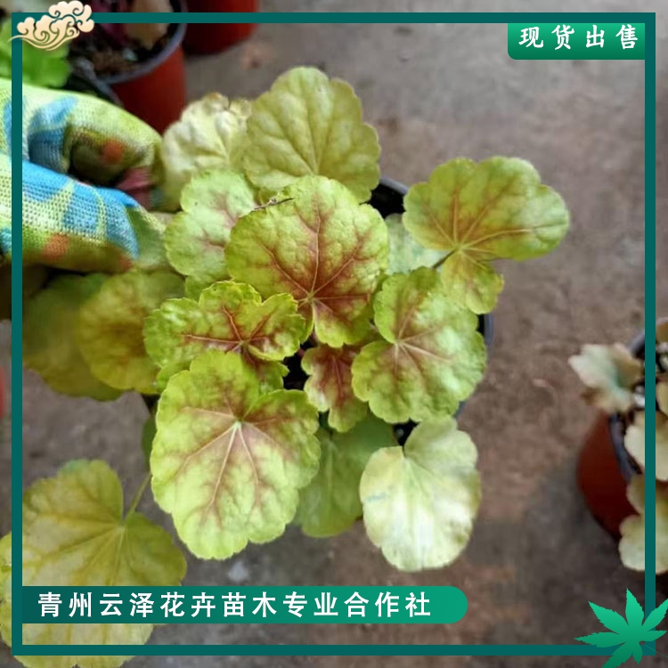耐热彩叶矾根养殖云泽彩叶矾根盆栽彩叶矾根价格