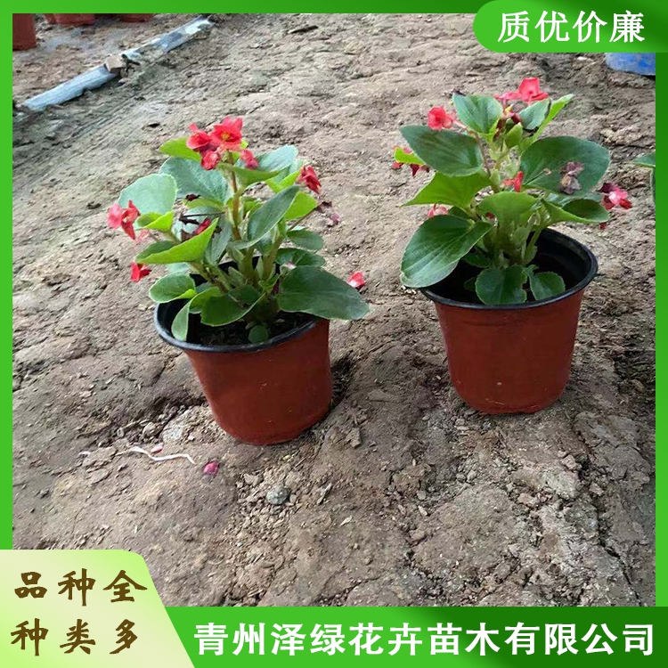 四季海棠 泽绿 四季海棠价格 四季海棠苗子