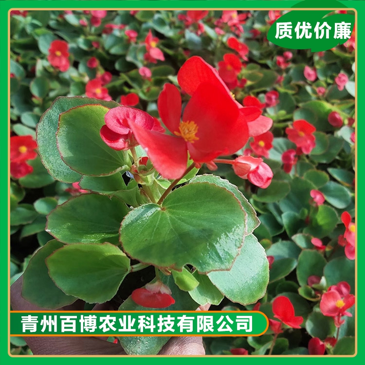 青州四季海棠-四季海棠价格 百博 四季海棠苗子