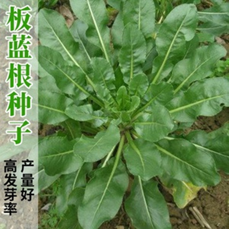 板蓝根种子种植开花过程