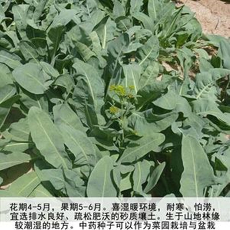 板蓝根种子种植利润全图