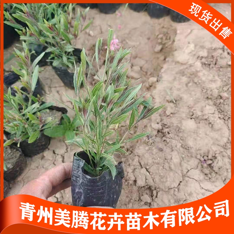 种植山桃草 美腾花卉 山桃草苗报价 来电详询