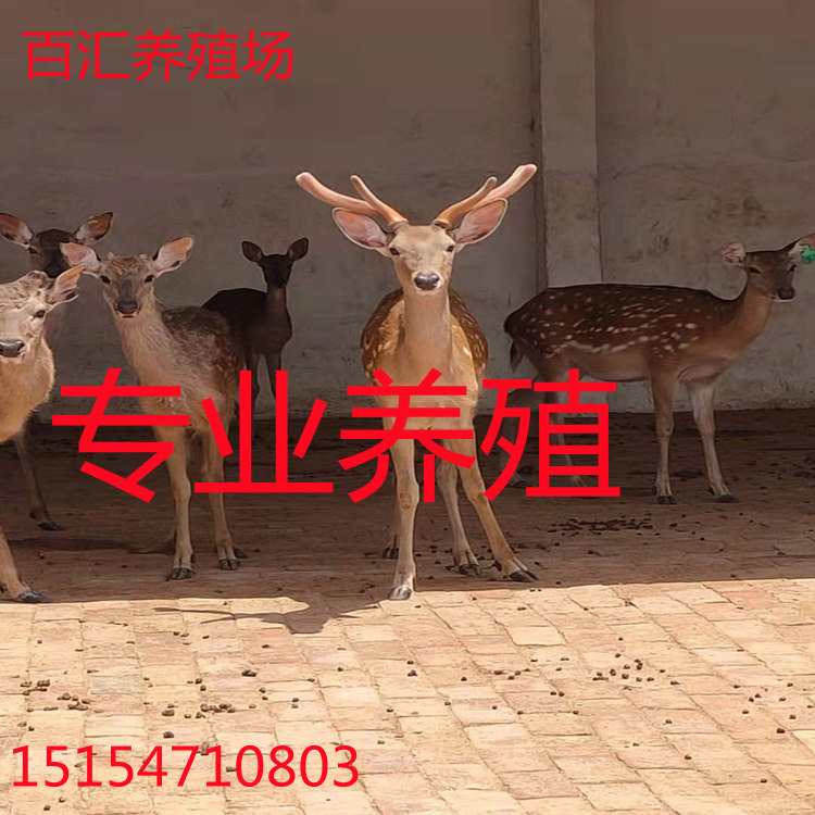cm管围:45cm体高:100cm体长:150cm毛色:白色  花色  黑色  枣红色产地