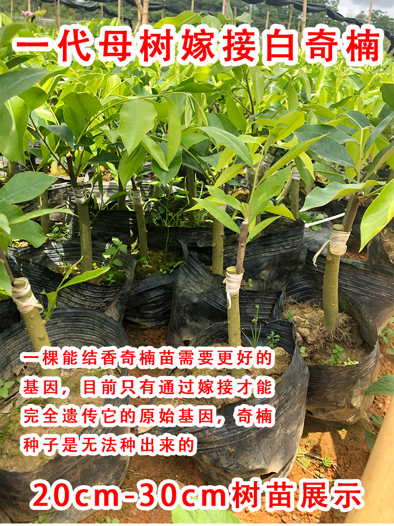 奇楠木苗种植基地 大量批发 源头苗场直供 奇楠沉香苗健壮长