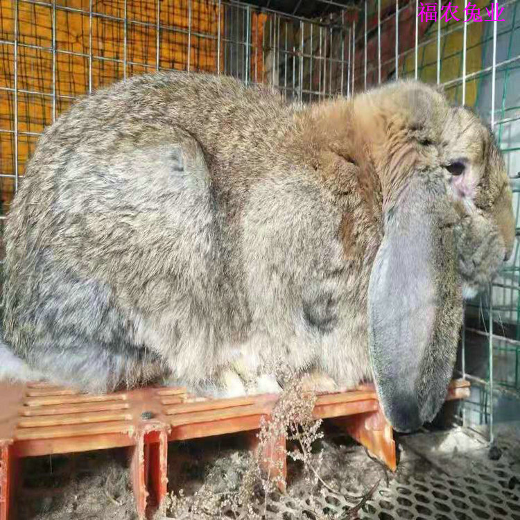 纯种巨型公羊兔福农兔业成年公羊兔养殖场