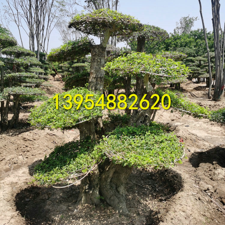 泰安対节白蜡造型树盆景