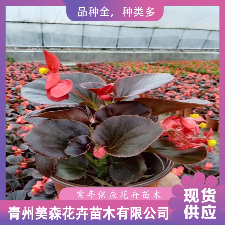 四季海棠 美森 四季海棠价格 批发四季海棠
