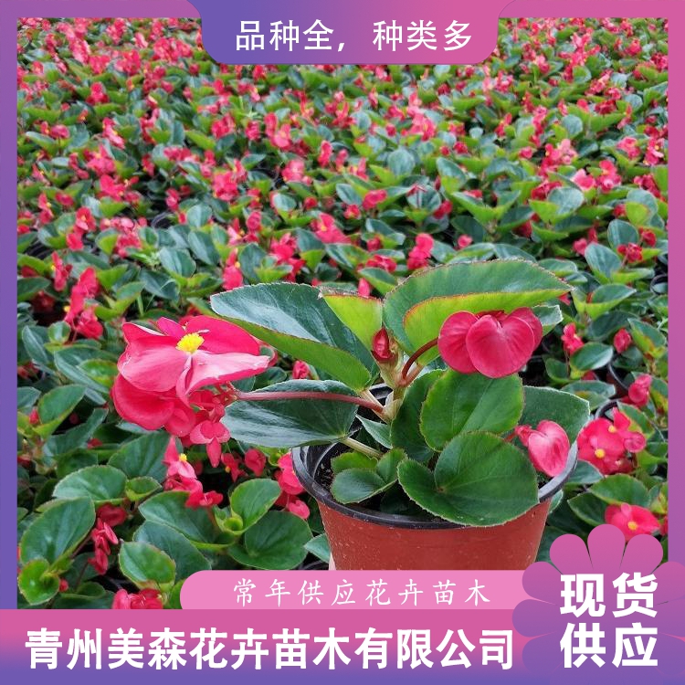 四季海棠美森四季海棠价格批发四季海棠