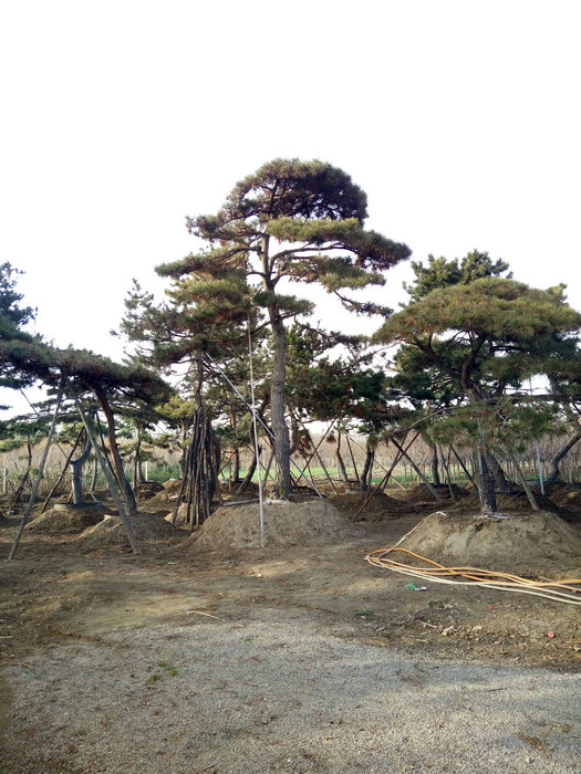 产品感兴趣泰安红叶碧桃,泰安红叶碧桃基地面议山东景松,山东造型松