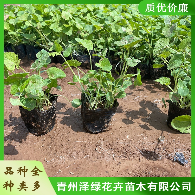 基地出售蜀葵批发蜀葵苗子蜀葵供货商