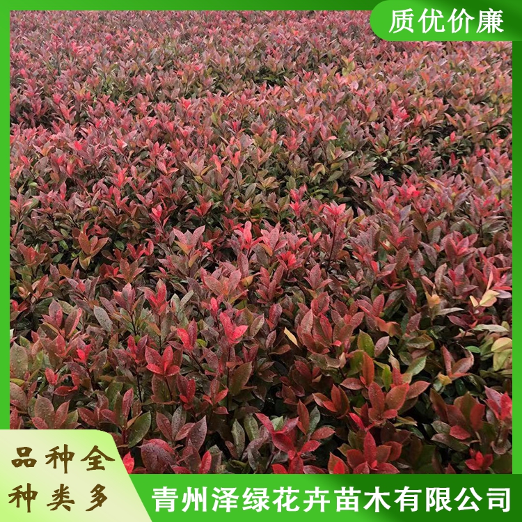 红叶石楠种植基地批发红叶石楠苗质量优